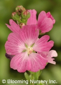 Sidalcea hybrida 'Rosanna'